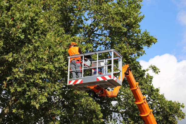 The Steps Involved in Our Tree Care Process in Athens, TN